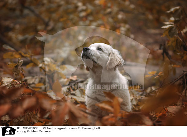 junger Golden Retriever / young Golden Retriever / SIB-01630