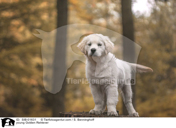 junger Golden Retriever / young Golden Retriever / SIB-01631