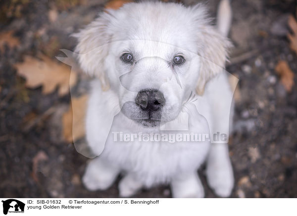 junger Golden Retriever / young Golden Retriever / SIB-01632