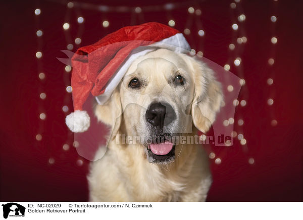 Golden Retriever Portrait / Golden Retriever Portrait / NC-02029