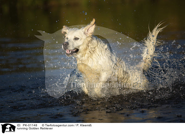 rennender Golden Retriever / running Golden Retriever / PK-01148