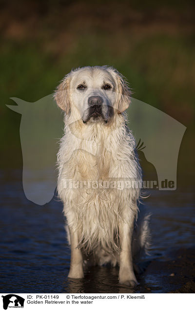 Golden Retriever im Wasser / Golden Retriever in the water / PK-01149