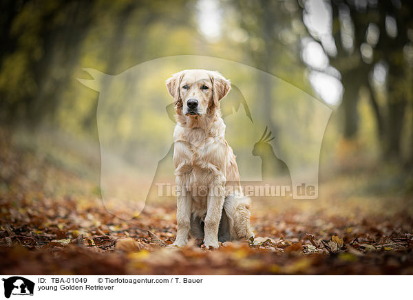 junger Golden Retriever / young Golden Retriever / TBA-01049