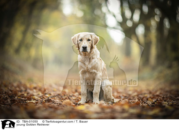 junger Golden Retriever / young Golden Retriever / TBA-01050