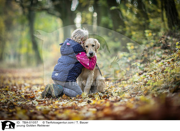 junger Golden Retriever / young Golden Retriever / TBA-01057