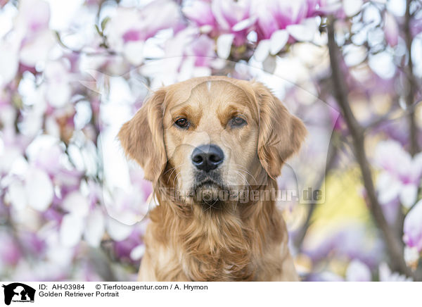 Golden Retriever Portrait / Golden Retriever Portrait / AH-03984