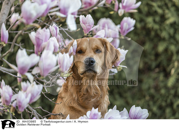 Golden Retriever Portrait / Golden Retriever Portrait / AH-03985