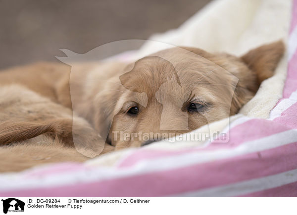 Golden Retriever Welpe / Golden Retriever Puppy / DG-09284