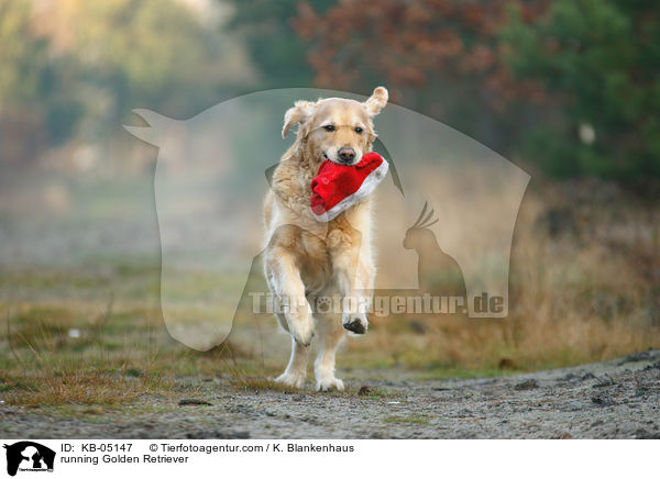 rennender Golden Retriever / running Golden Retriever / KB-05147