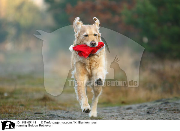 rennender Golden Retriever / running Golden Retriever / KB-05148