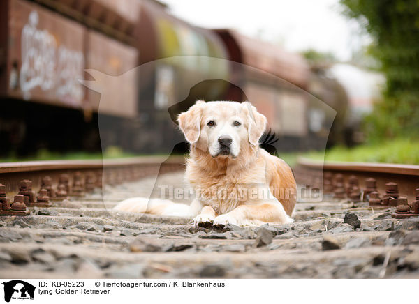 liegender Golden Retriever / lying Golden Retriever / KB-05223