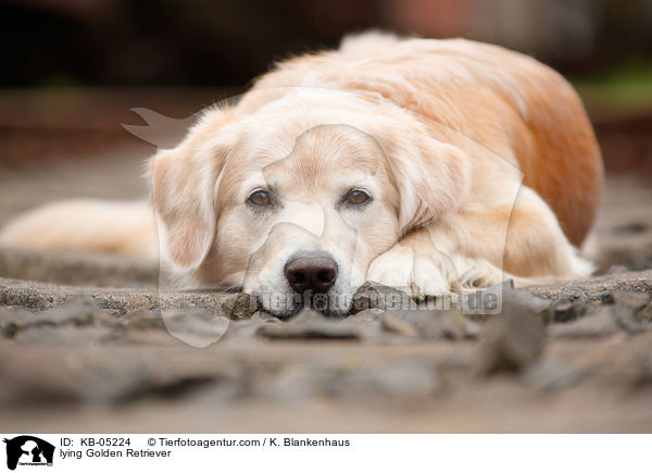 liegender Golden Retriever / lying Golden Retriever / KB-05224