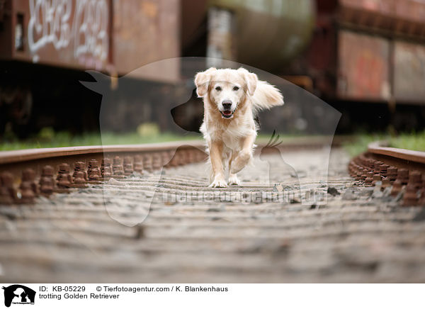 trabender Golden Retriever / trotting Golden Retriever / KB-05229