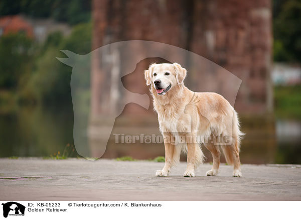 Golden Retriever / Golden Retriever / KB-05233