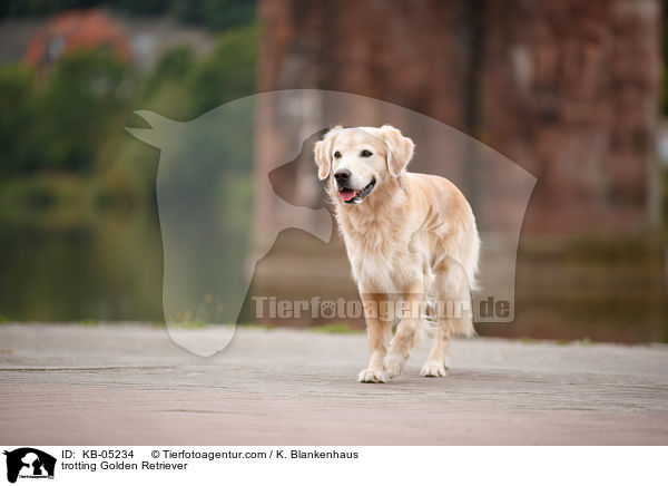 trabender Golden Retriever / trotting Golden Retriever / KB-05234