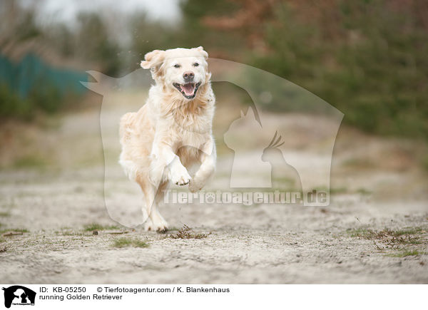 rennender Golden Retriever / running Golden Retriever / KB-05250