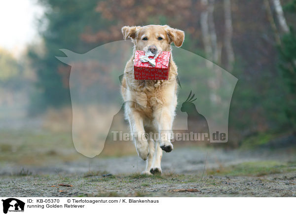 rennender Golden Retriever / running Golden Retriever / KB-05370