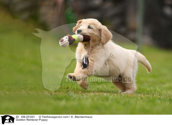 Golden Retriever Welpe / Golden Retriever Puppy / KB-05393
