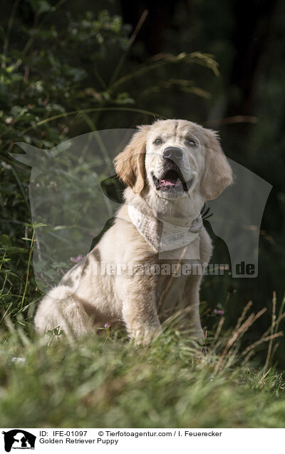 Golden Retriever Welpe / Golden Retriever Puppy / IFE-01097