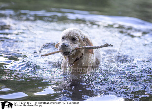 Golden Retriever Welpe / Golden Retriever Puppy / IFE-01102