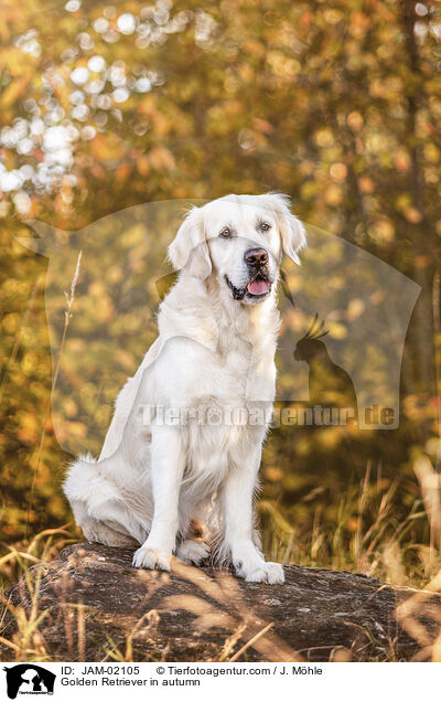 Golden Retriever im Herbst / Golden Retriever in autumn / JAM-02105