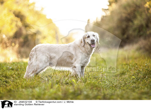 stehender Golden Retriever / standing Golden Retriever / JAM-02108