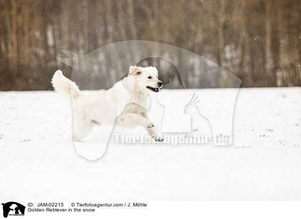 Golden Retriever im Schnee / Golden Retriever in the snow / JAM-02215