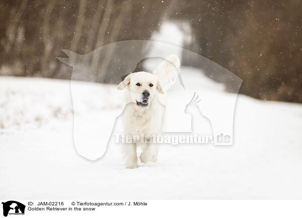 Golden Retriever im Schnee / Golden Retriever in the snow / JAM-02216
