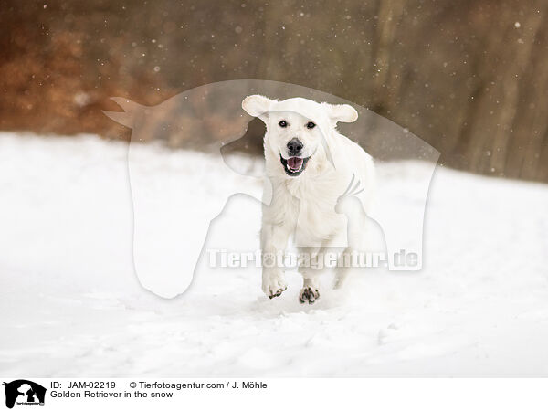 Golden Retriever im Schnee / Golden Retriever in the snow / JAM-02219