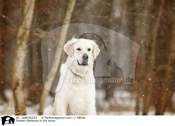 Golden Retriever im Schnee / Golden Retriever in the snow / JAM-02222