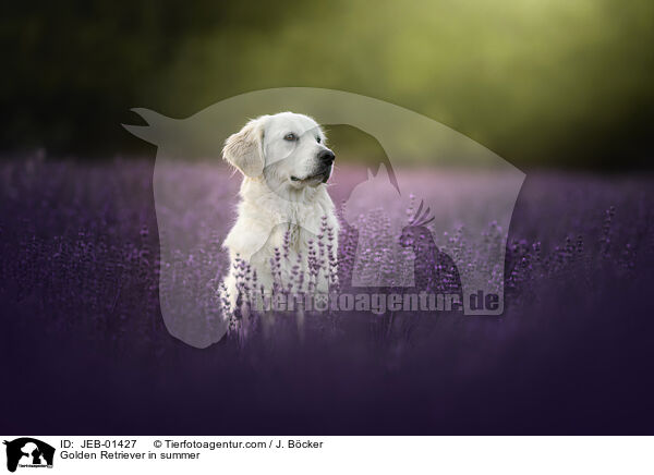 Golden Retriever im Sommer / Golden Retriever in summer / JEB-01427