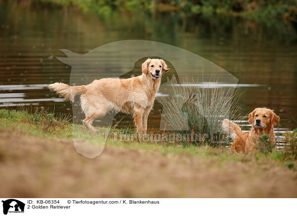 2 Golden Retriever / 2 Golden Retriever / KB-06354