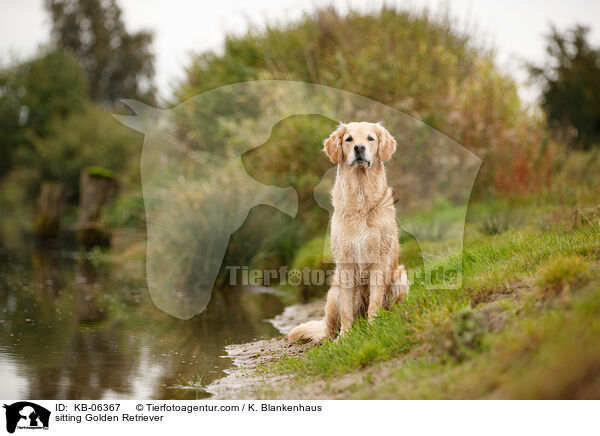 sitzende Golden Retriever / sitting Golden Retriever / KB-06367