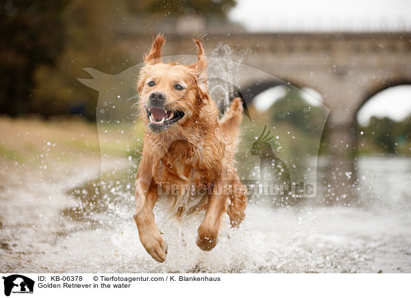 Golden Retriever im Wasser / Golden Retriever in the water / KB-06378