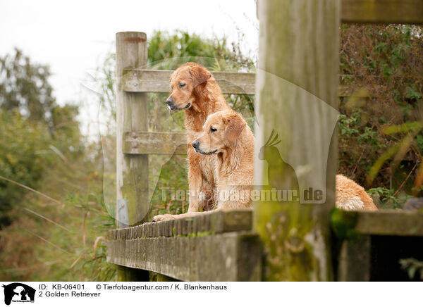 2 Golden Retriever / 2 Golden Retriever / KB-06401