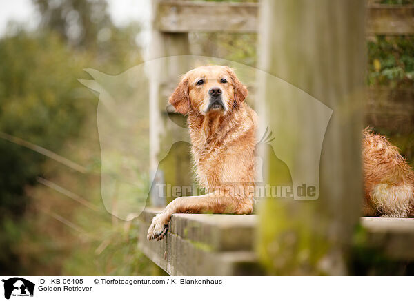 Golden Retriever / Golden Retriever / KB-06405