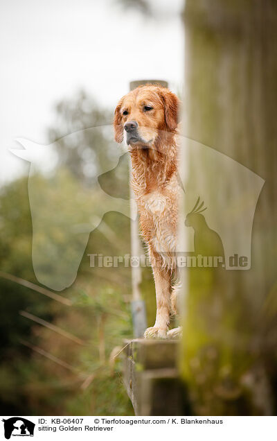 sitzende Golden Retriever / sitting Golden Retriever / KB-06407