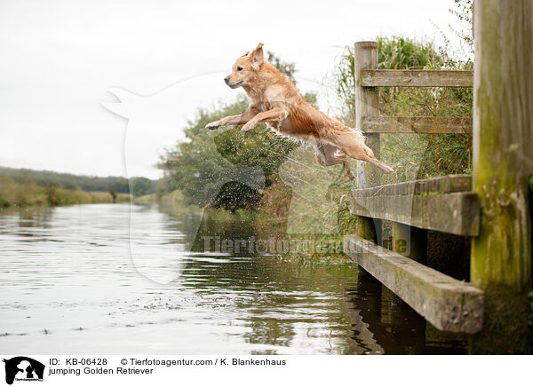 springender Golden Retriever / jumping Golden Retriever / KB-06428