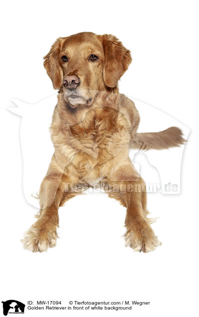 Golden Retriever vor weiem Hintergrund / Golden Retriever in front of white background / MW-17094