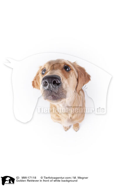 Golden Retriever vor weiem Hintergrund / Golden Retriever in front of white background / MW-17118