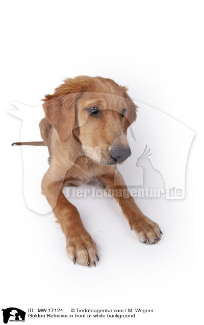 Golden Retriever vor weiem Hintergrund / Golden Retriever in front of white background / MW-17124