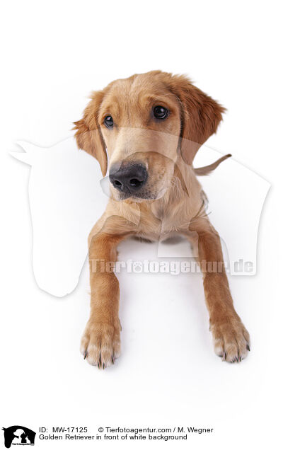 Golden Retriever vor weiem Hintergrund / Golden Retriever in front of white background / MW-17125