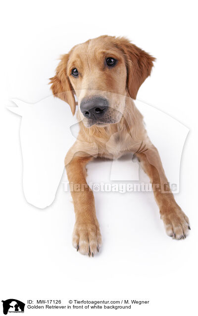 Golden Retriever vor weiem Hintergrund / Golden Retriever in front of white background / MW-17126