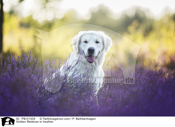 Golden Retriever in der Heide / Golden Retriever in heather / PB-01309