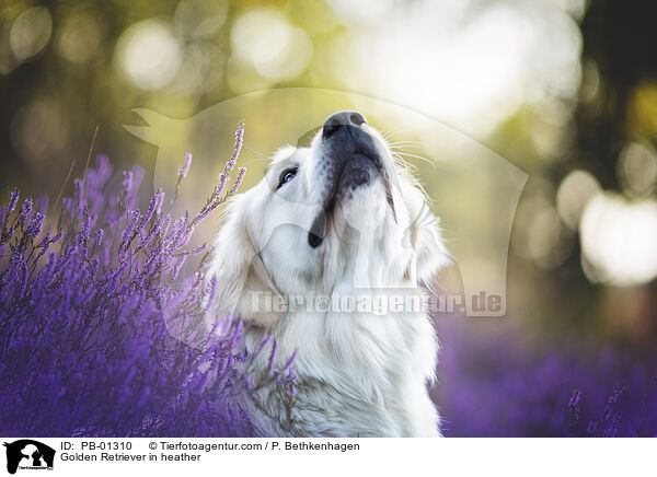 Golden Retriever in der Heide / Golden Retriever in heather / PB-01310