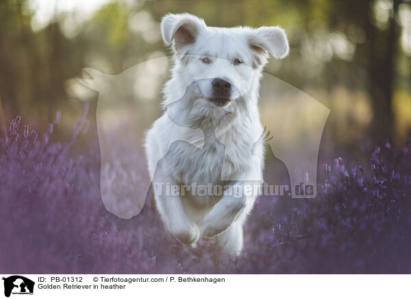 Golden Retriever in der Heide / Golden Retriever in heather / PB-01312