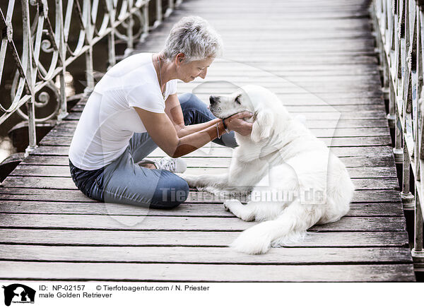 Golden Retriever Rde / male Golden Retriever / NP-02157