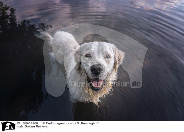 Golden Retriever Rde / male Golden Retriever / SIB-01966