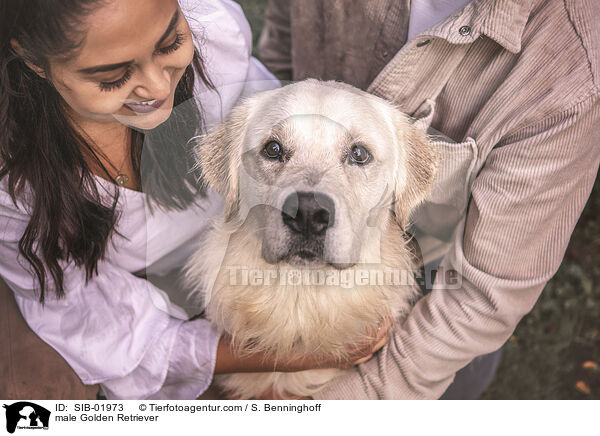 Golden Retriever Rde / male Golden Retriever / SIB-01973