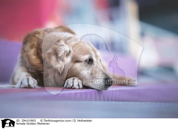 Golden Retriever Hndin / female Golden Retriever / DH-01663